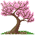 tiny cherry blossom tree